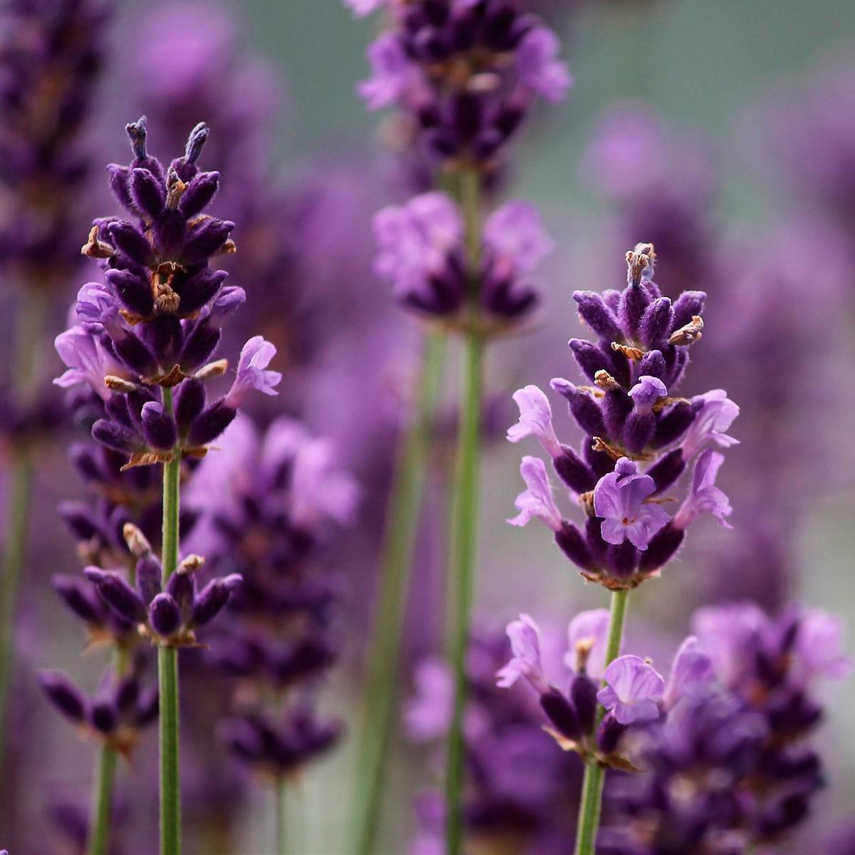 lavanda
