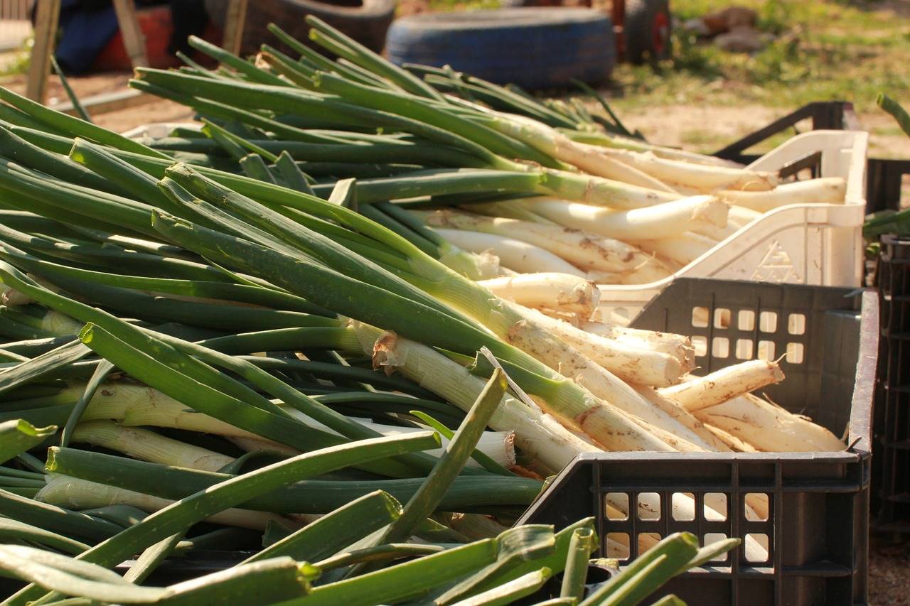 calçot