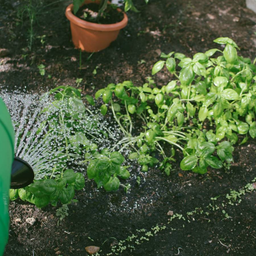 Cultiva tus plantas medicinales en casa 