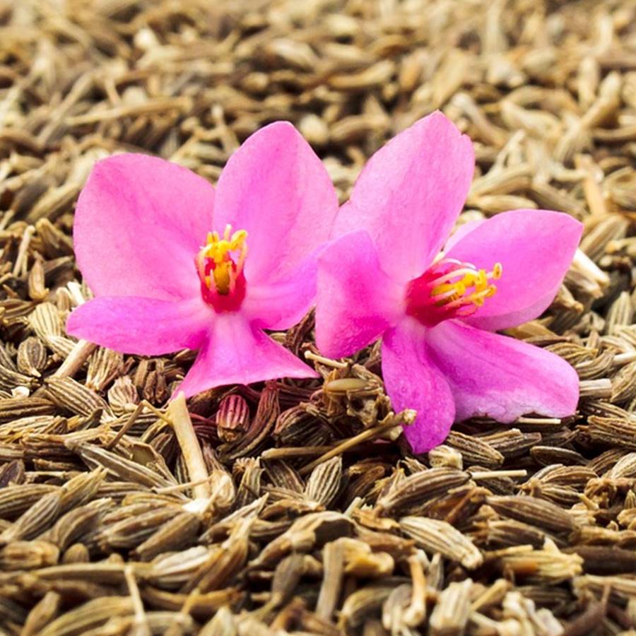 6 plantas para cuidar el intestino