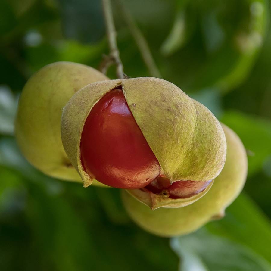 La garcinia o tamarindo malabar: la planta medicinal más útil para adelgazar 