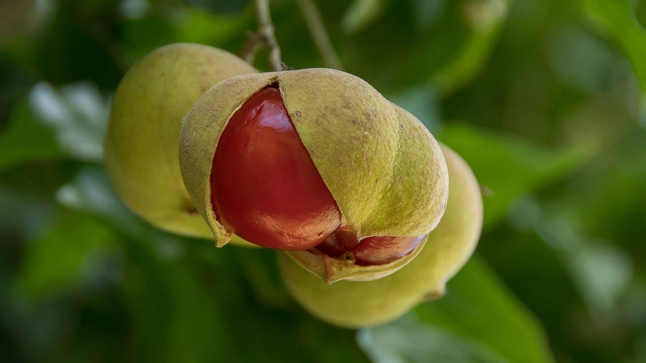 El Tamarindo Malabar La Planta Medicinal Mas Util Para Adelgazar El Tamarindo Malabar La Planta Medicinal Mas Util Para Adelgazar