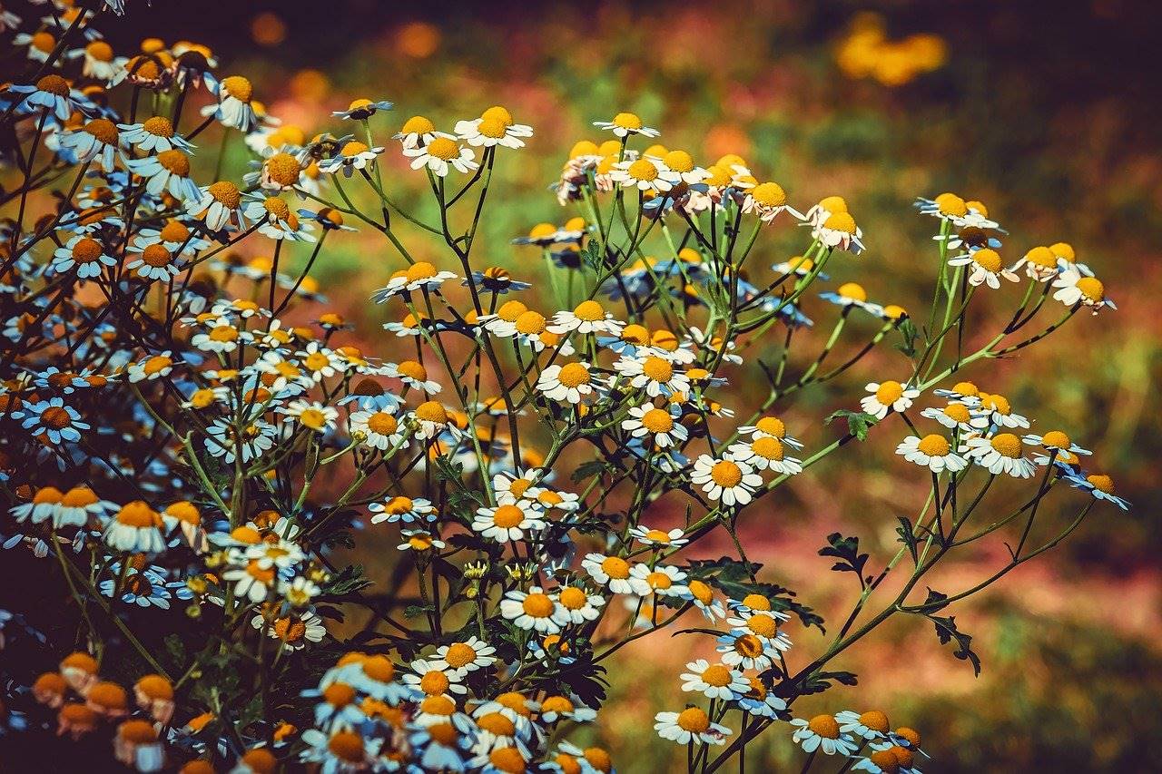 matricaria
