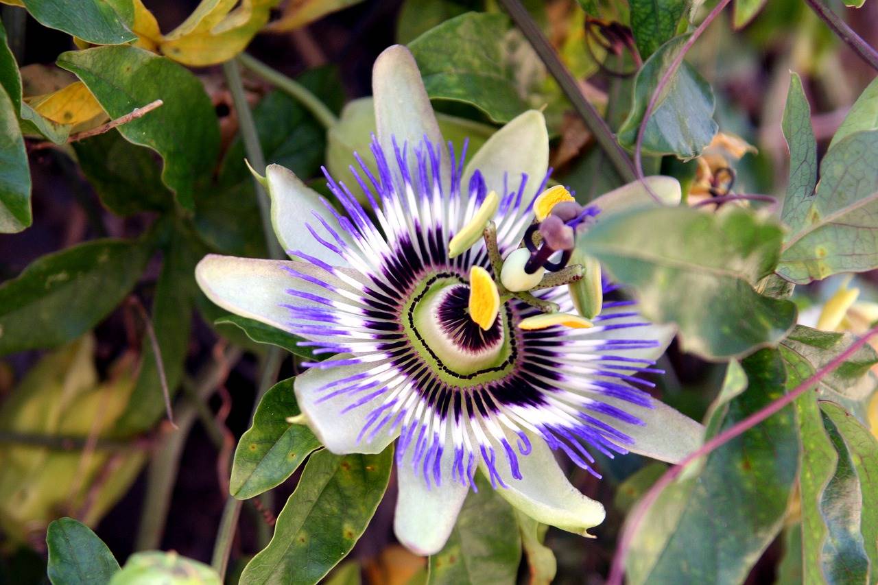 pasiflora