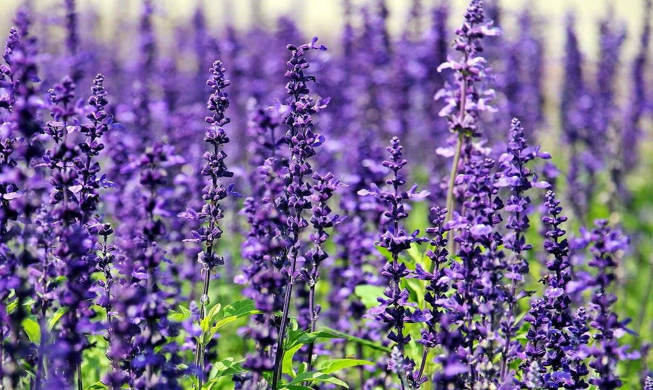 salvia