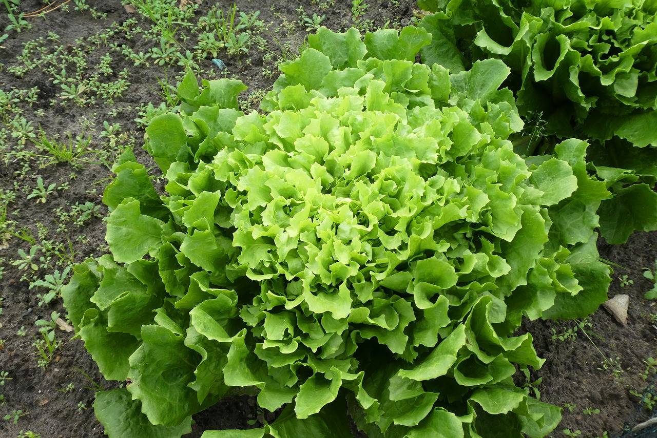 escarola