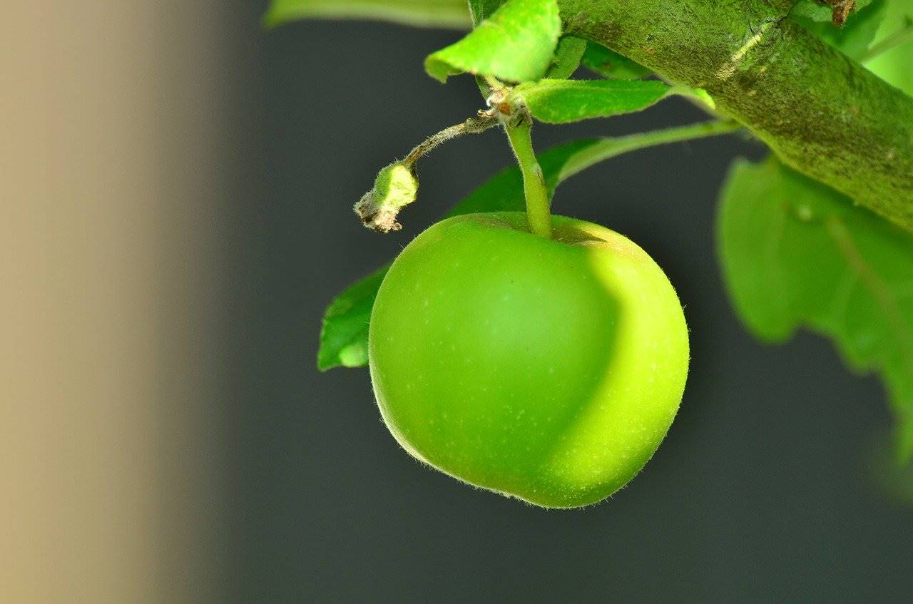 manzana