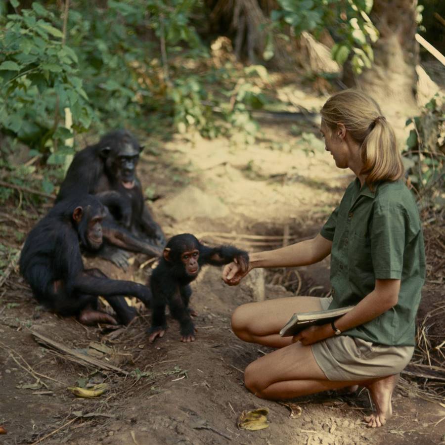 Jane Goodall