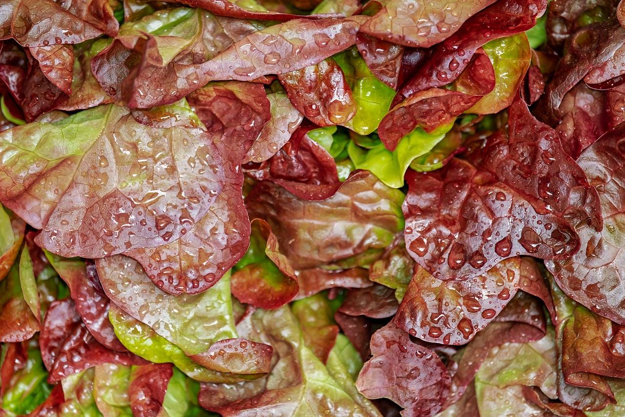lechuga-roble