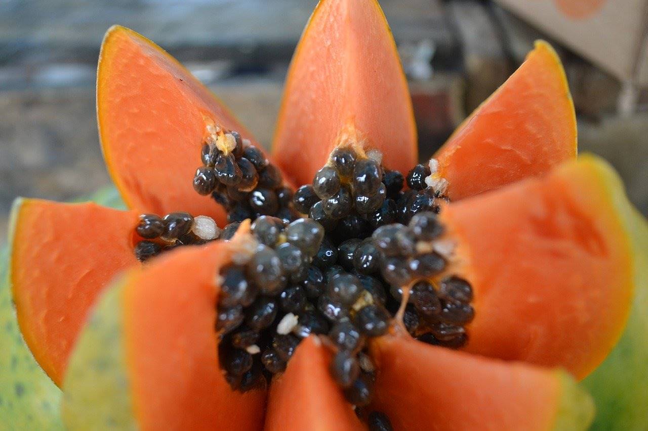 papaya-primavera