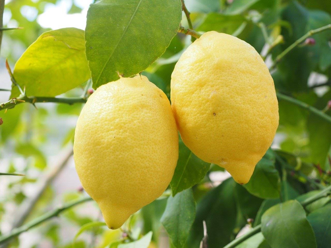 limon