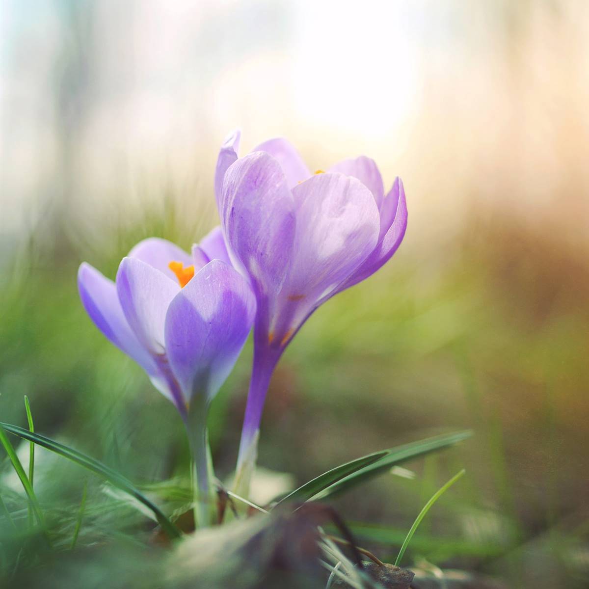 Crocus de primavera