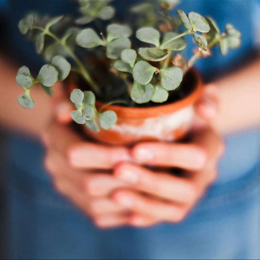 plantas-casa