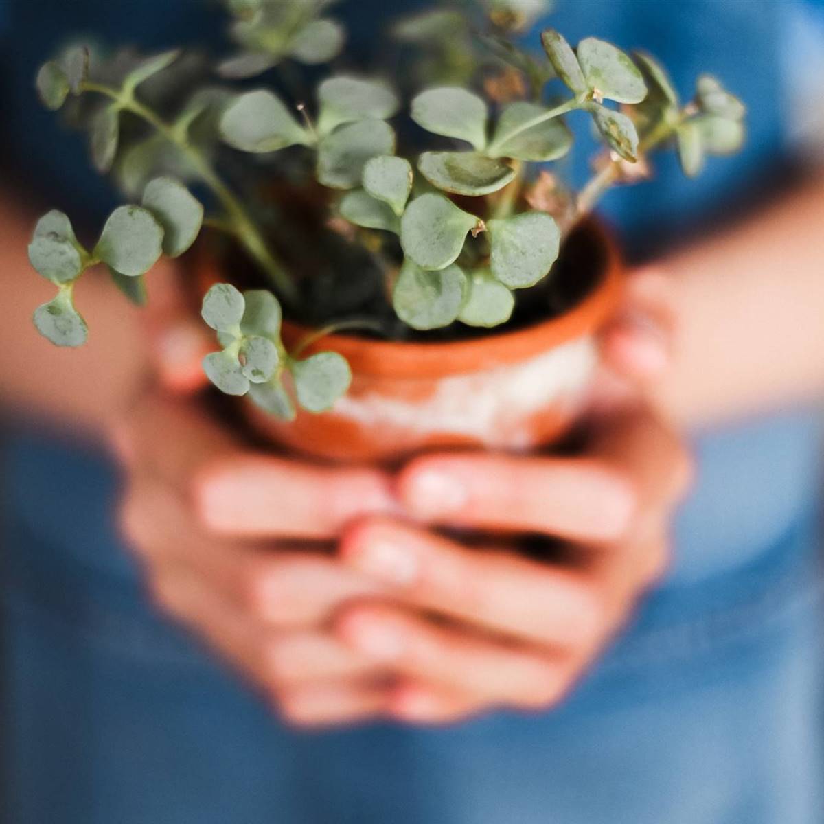 plantas-casa