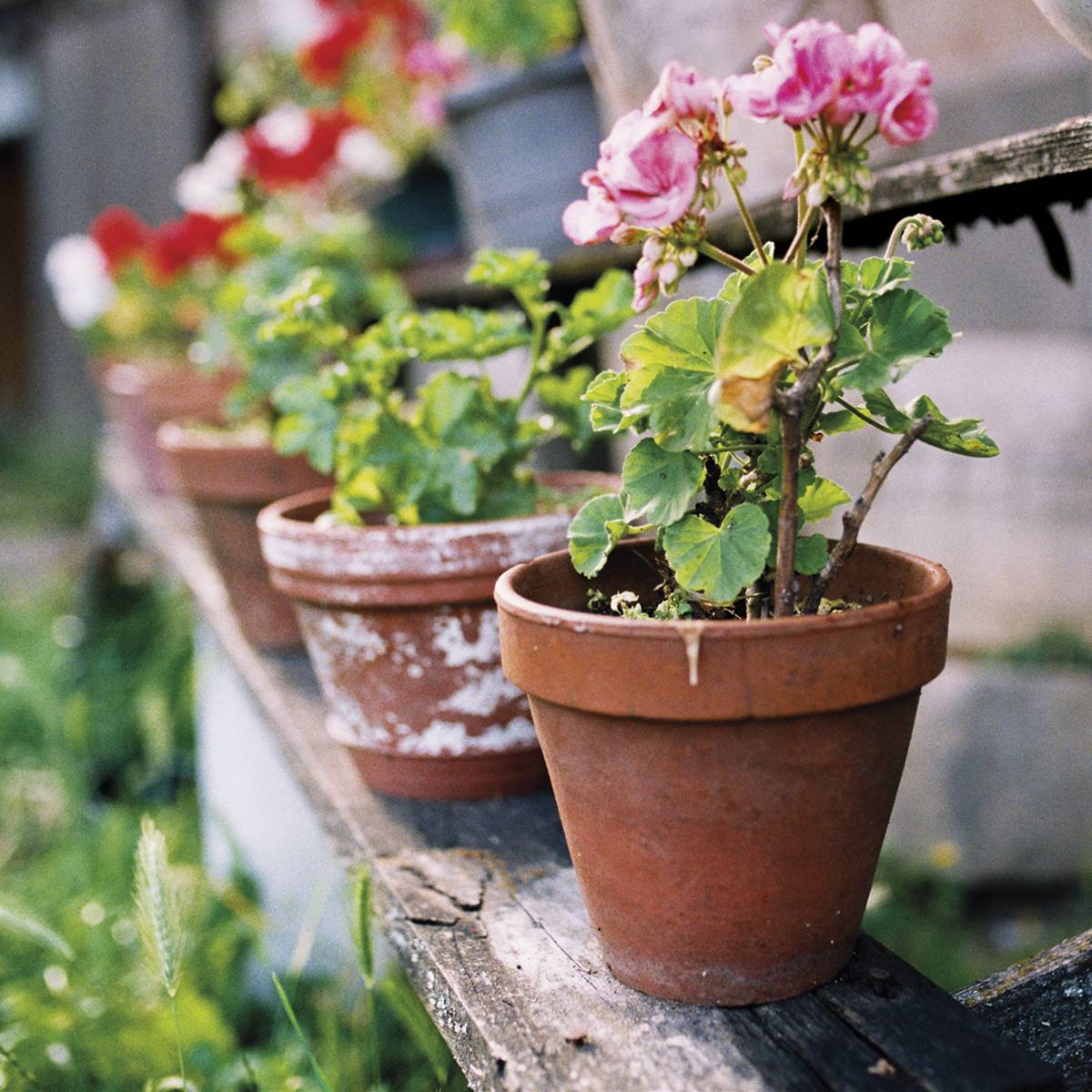 huerto primavera