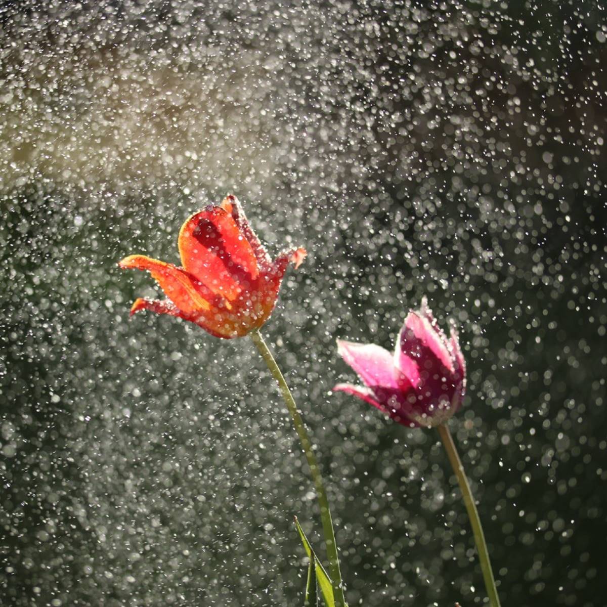 lluvia