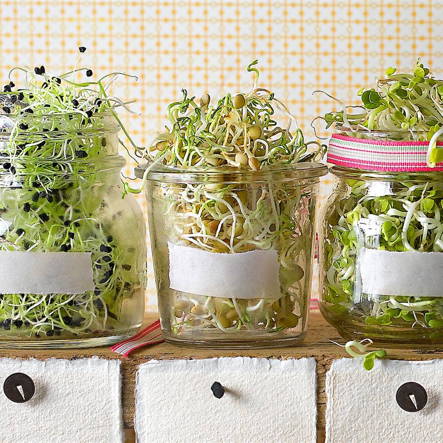 6 germinados para tener en casa: ¡una fiesta de brotes!