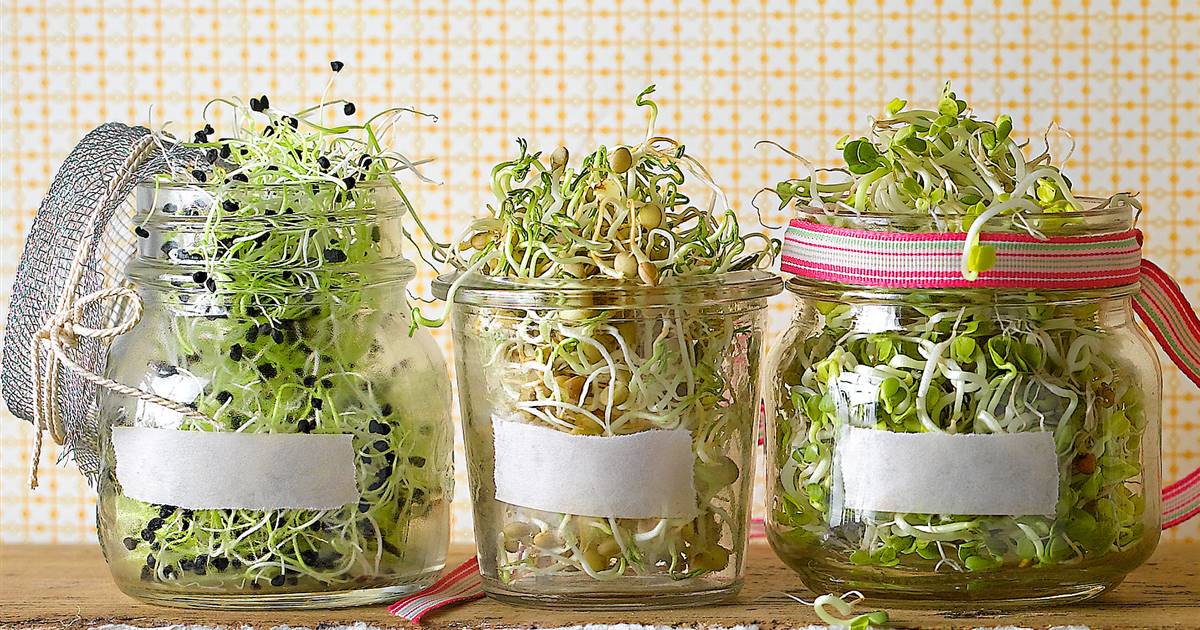 6 germinados caseros que no pueden faltar en tu mesa