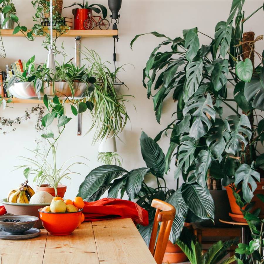 plantas-interior
