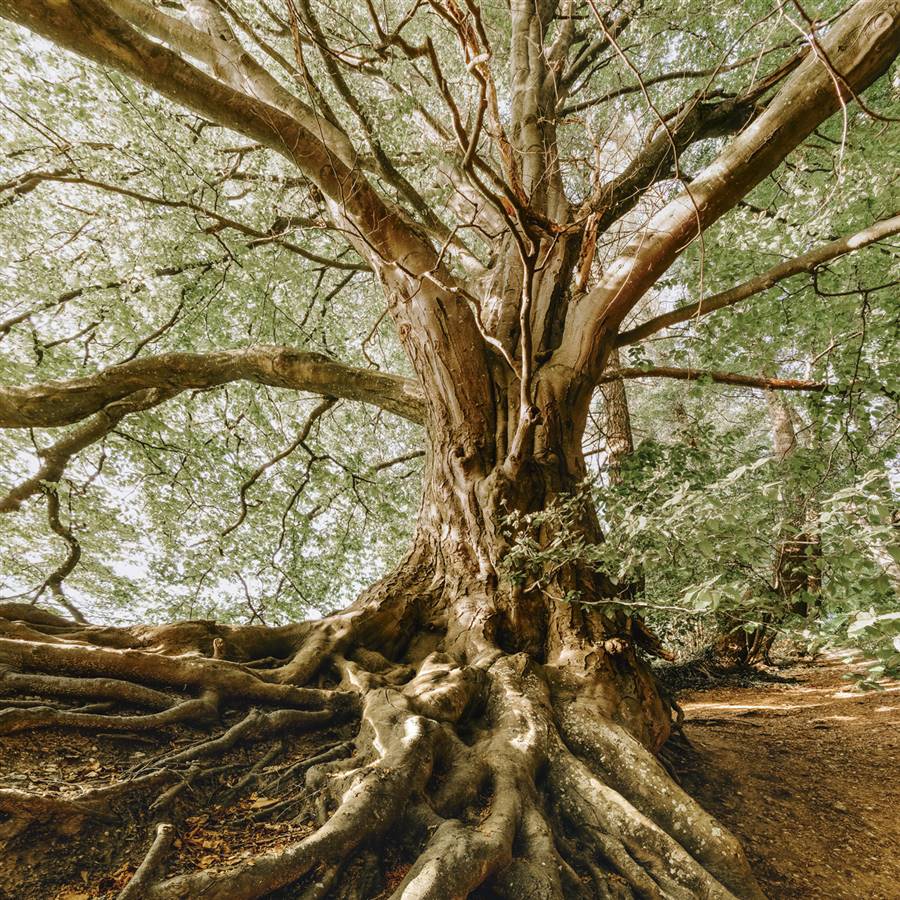 La inteligencia de las plantas: pura armonía natural