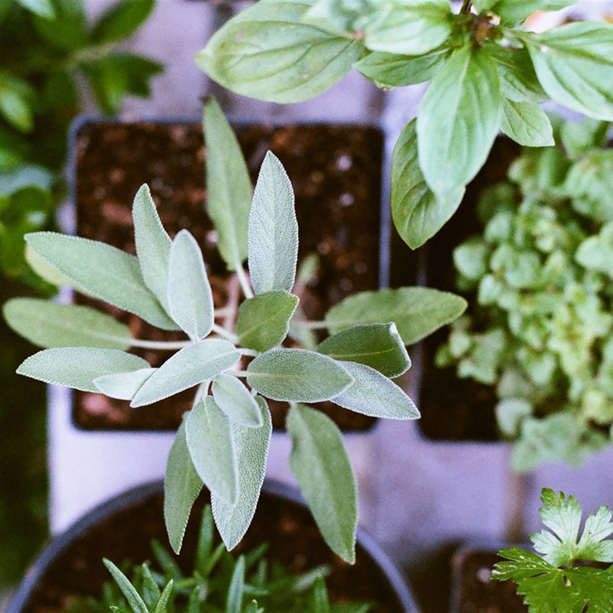 plantas aromáticas y medicinales