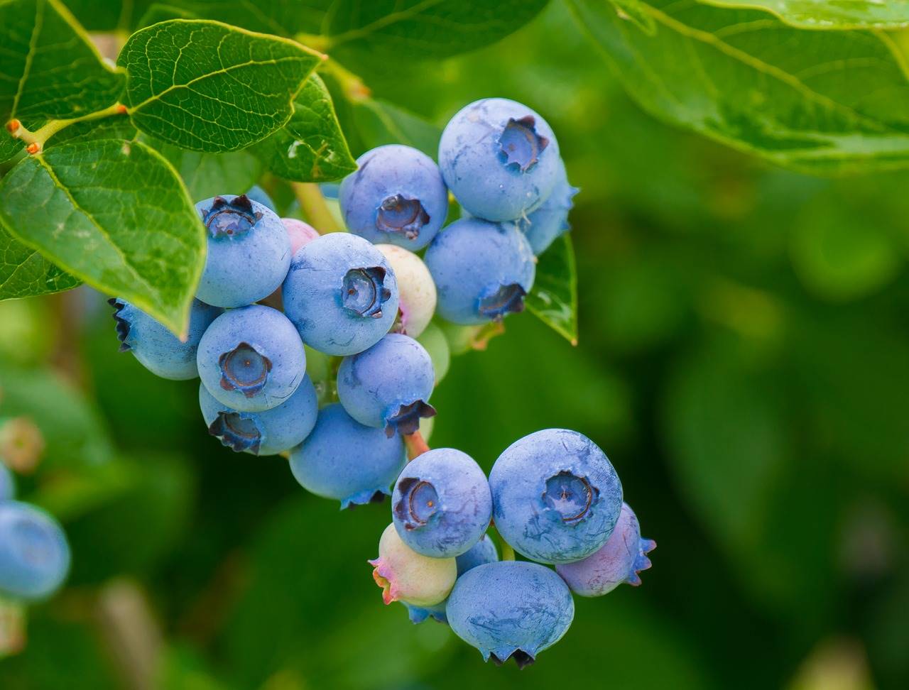 berries-3548239 1280