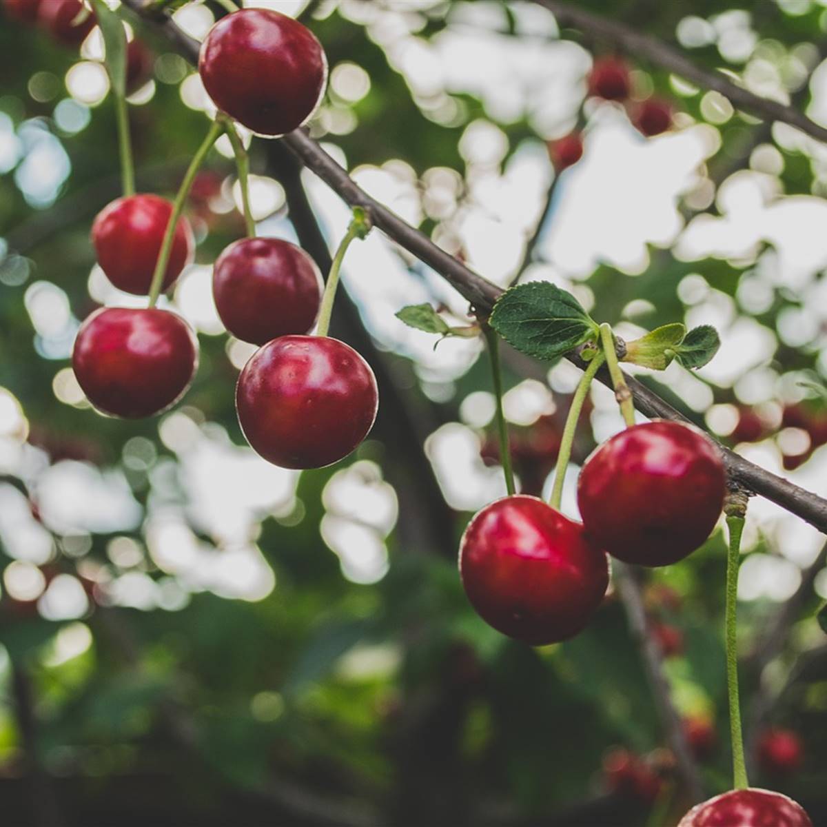 cerezas