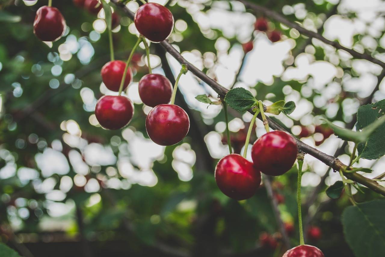cerezas