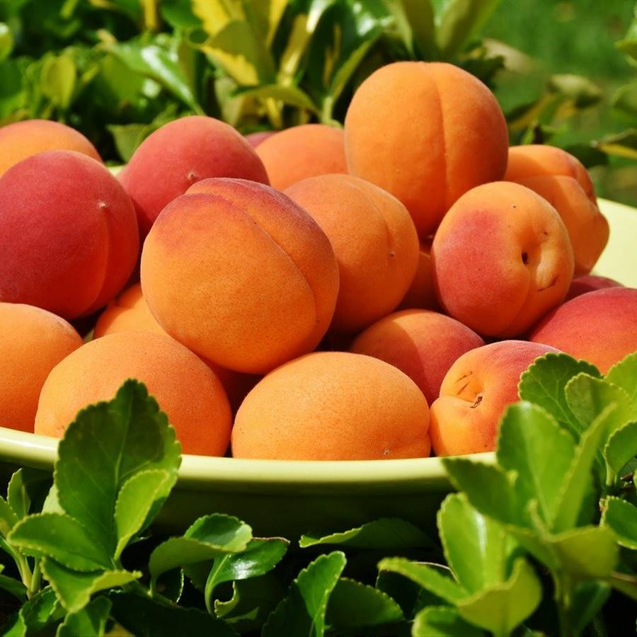 Carotenos: ¿qué son y cuáles son sus beneficios?