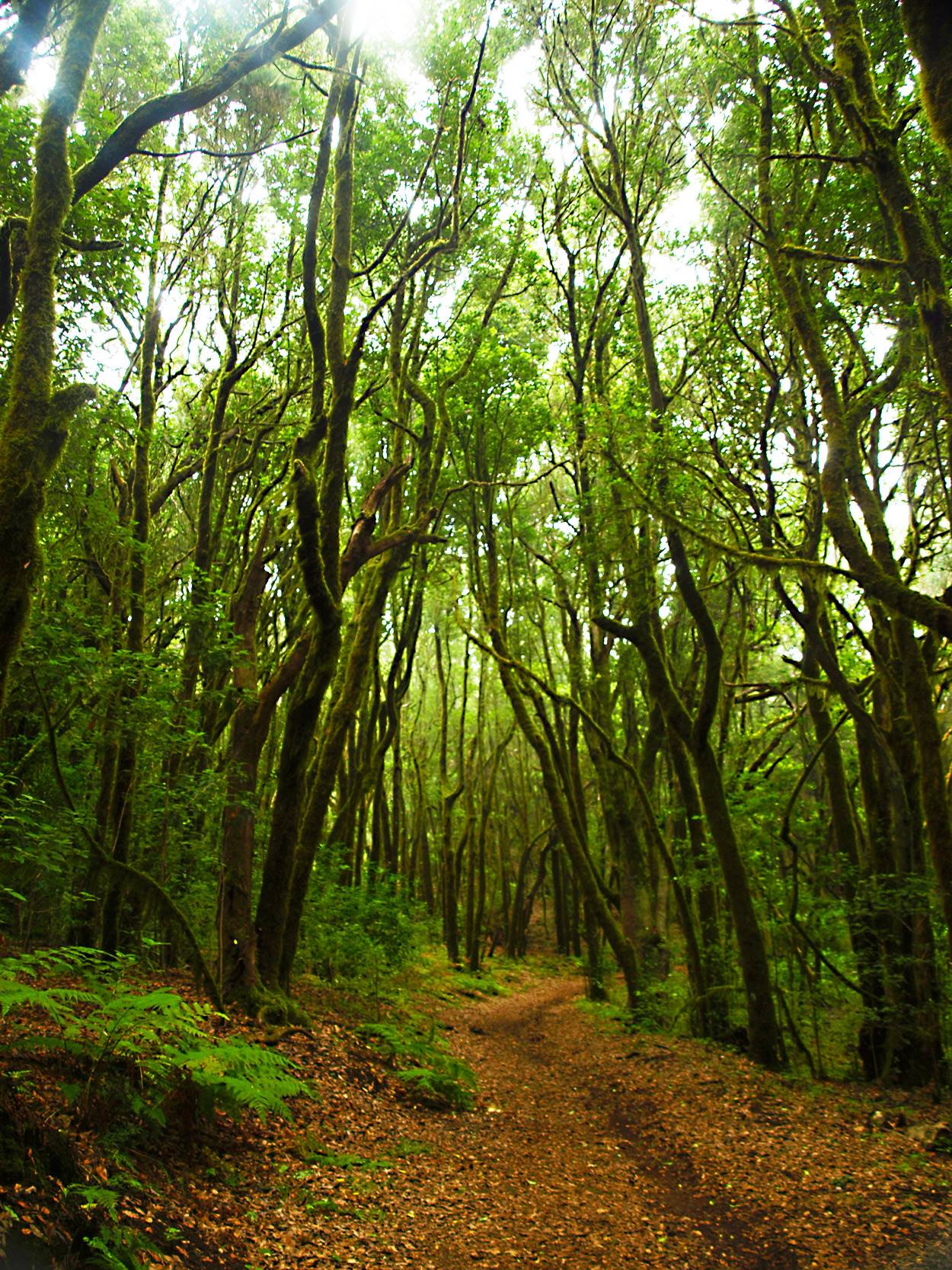 Bosque de laurisilva del Parque Nacional de Garajonay (La Gomera)