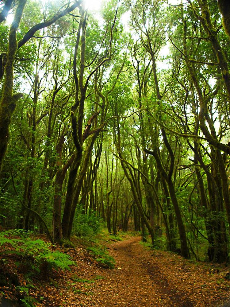 Los 3 mejores bosques para disfrutar a lo grande del otoño en España  Bosque-de-laurisilva-del-parque-nacional-de-garajonay-la-gomera_93fa6581_750x1000