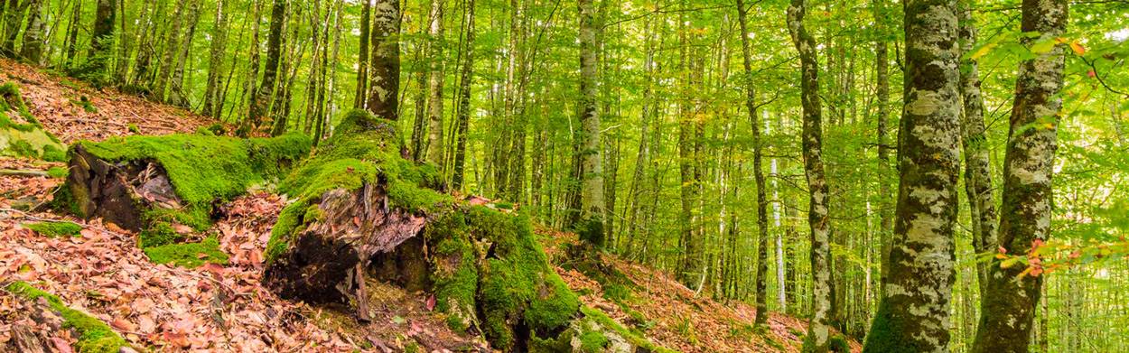 Bosques de hayas y abetos de la Selva de Irati