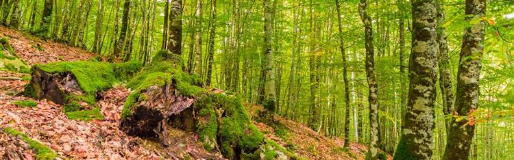 Los 3 mejores bosques para disfrutar a lo grande del otoño en España  Bosques-de-hayas-y-abetos-de-la-selva-de-irati_ba5d105e_750x234