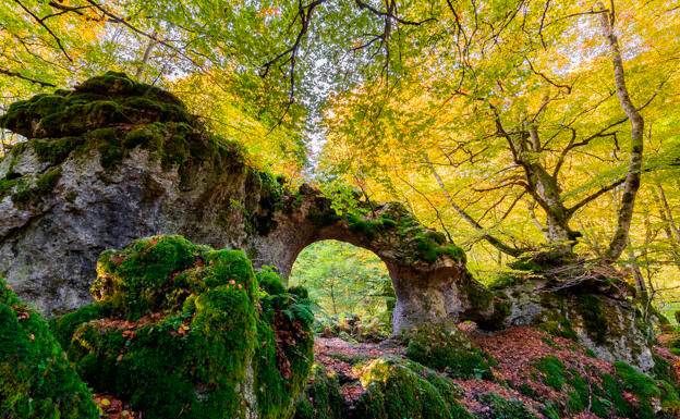 Los 3 mejores bosques para disfrutar a lo grande del otoño en España  Bosques-de-hayedos-arces-tilos-aceros-y-fresnos-de-sierra-urbasa_632ed56d_624x385