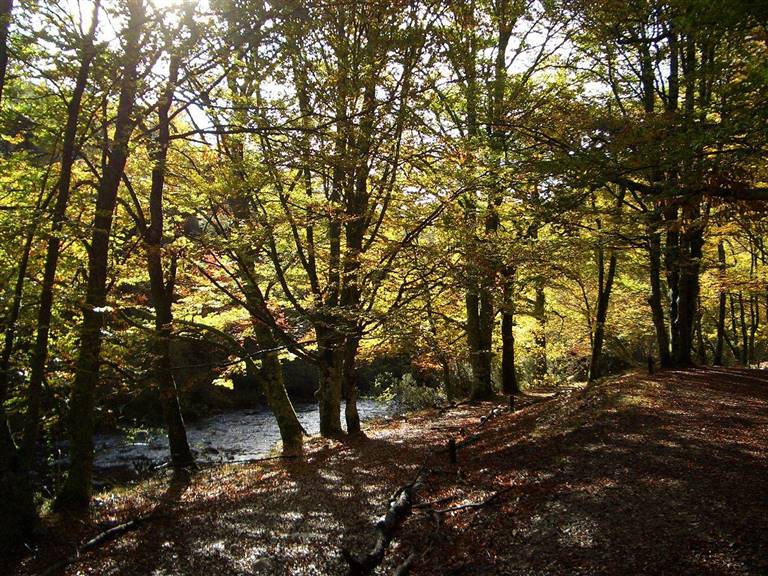 Los 3 mejores bosques para disfrutar a lo grande del otoño en España  Hayedo-de-montejo-madrid_e13a28e3_768x576