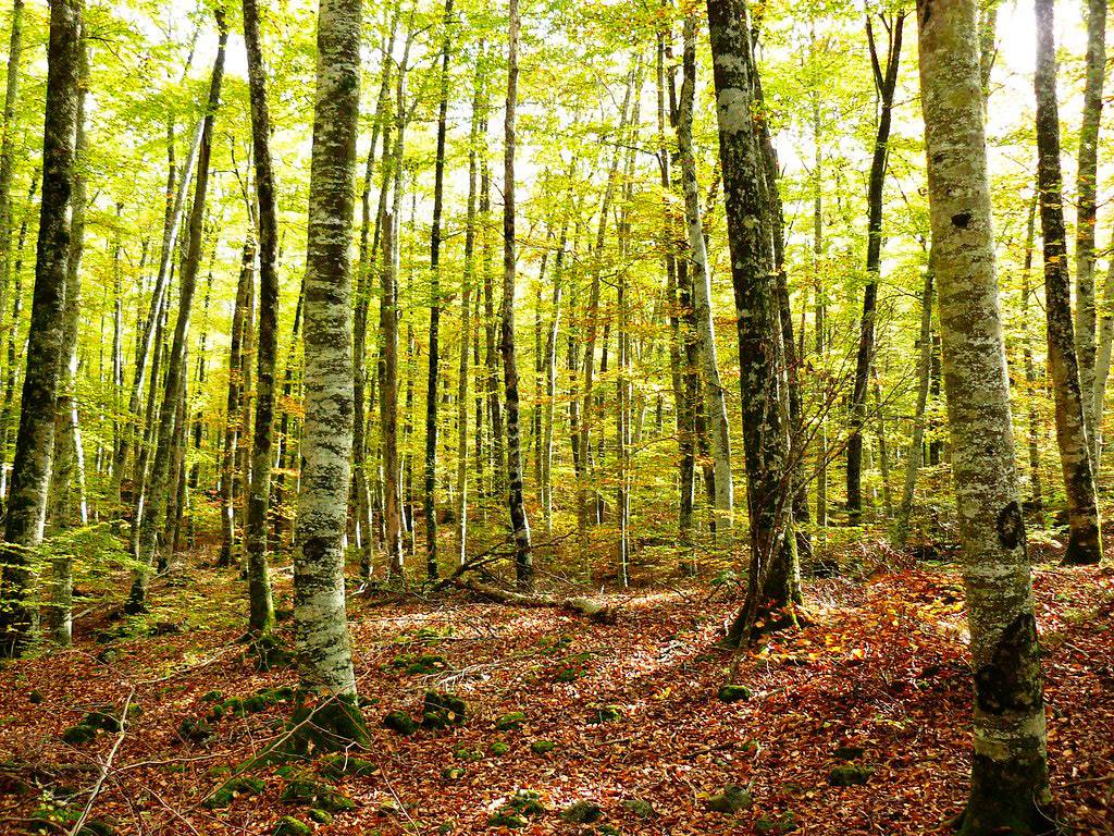 Hayedos del bosque de la Fageda d´en Jordi