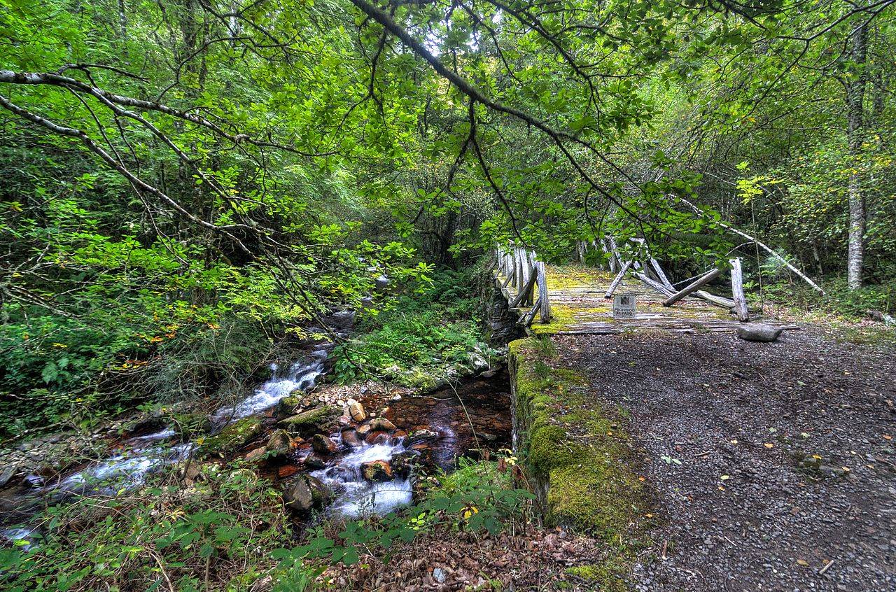 Robledal de la Reserva Natural integral de Muniellos
