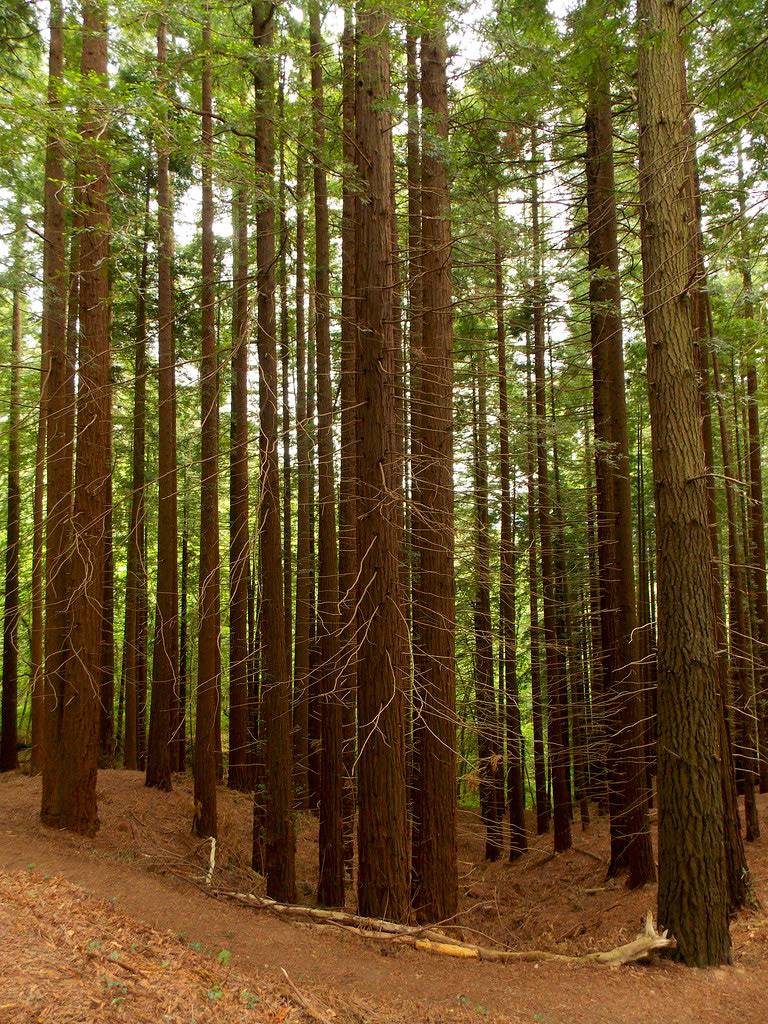 Los 3 mejores bosques para disfrutar a lo grande del otoño en España  Secuoyas-del-monte-cabezon_1a2319f3_768x1024