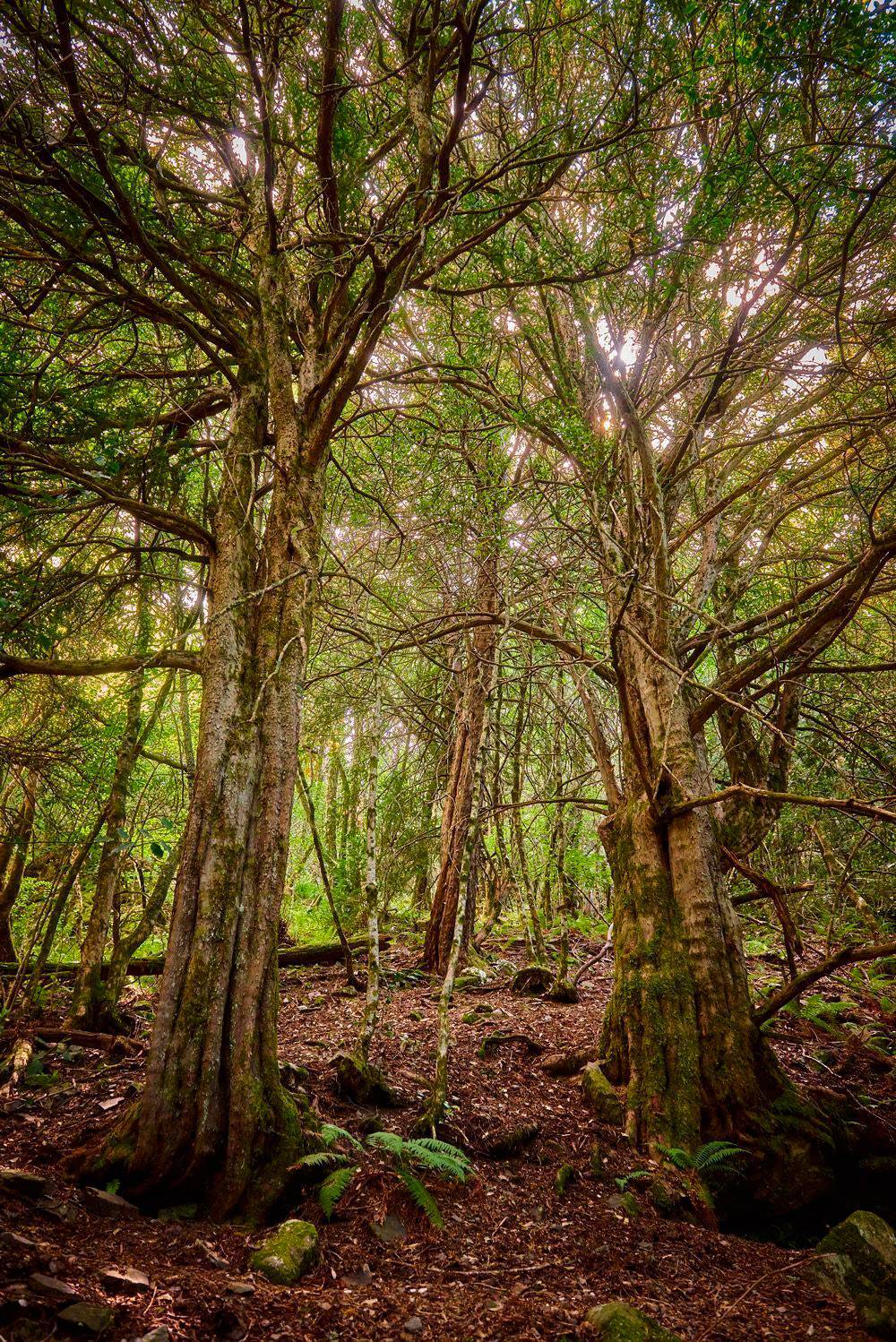 Los 3 mejores bosques para disfrutar a lo grande del otoño en España  Teixedal-de-casaio-ourense_80d222b9_1000x1498