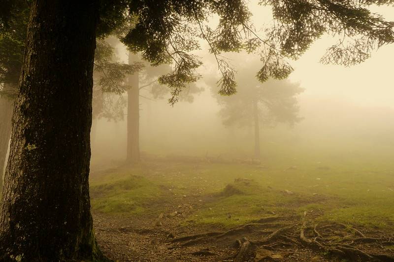 Los 3 mejores bosques para disfrutar a lo grande del otoño en España  Tejada-de-la-sierra-del-sueve-asturias_ebeaaeb9_800x532