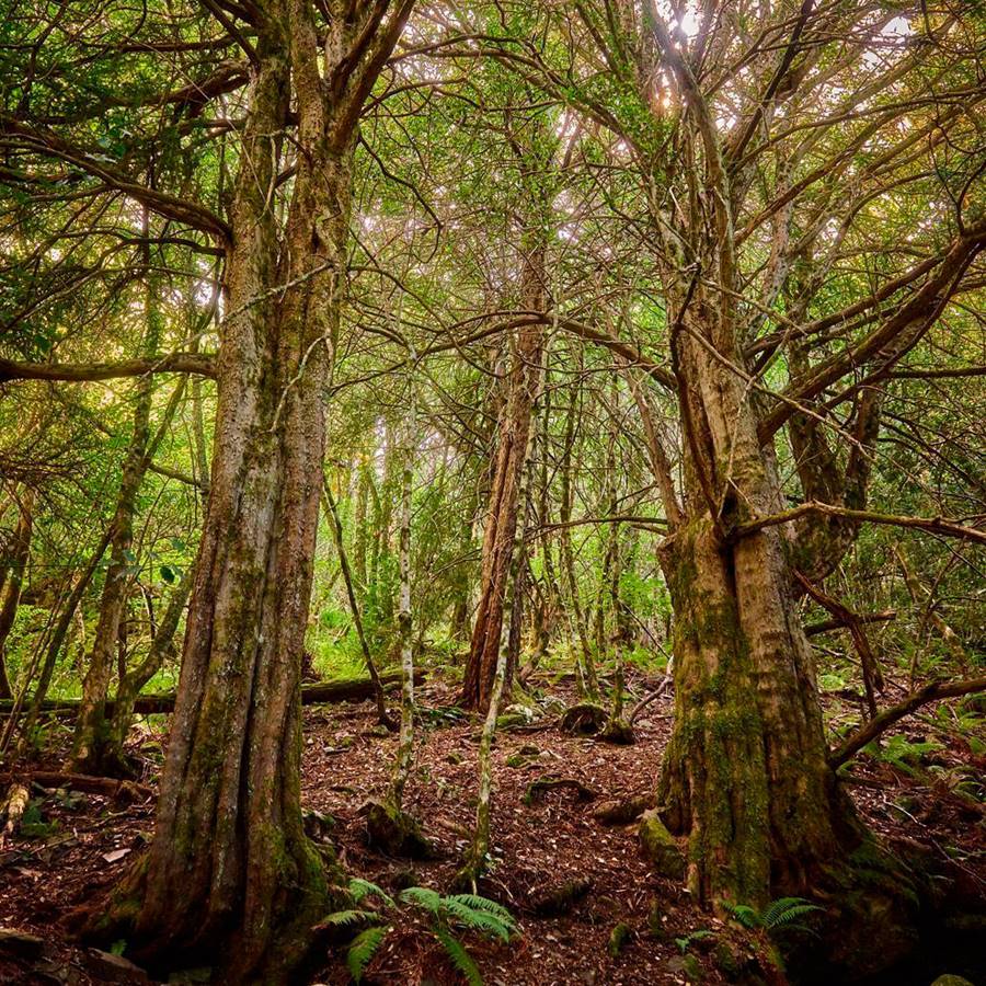 13 bosques antiguos y hermosos para darte un baño de salud