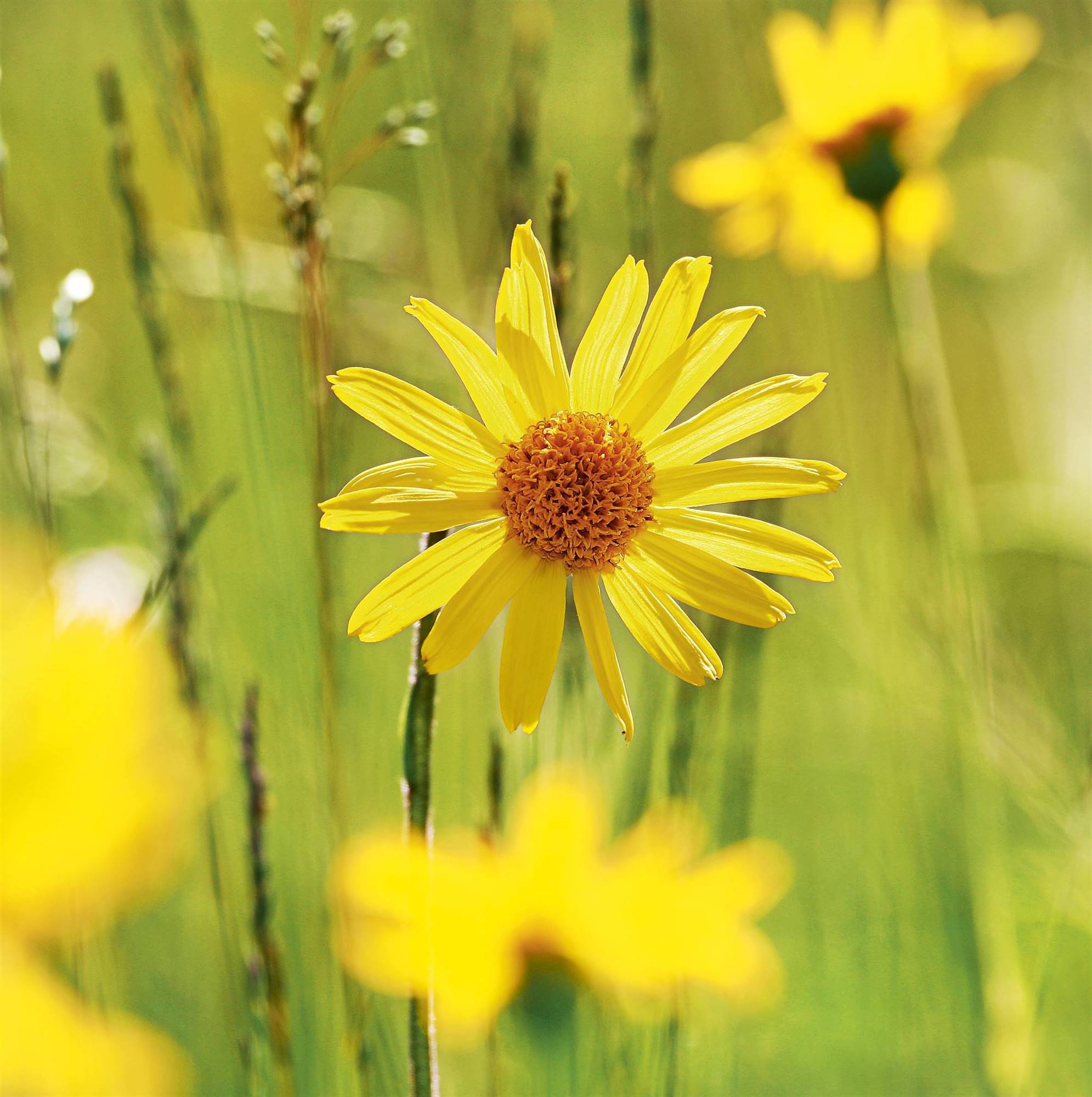 arnica
