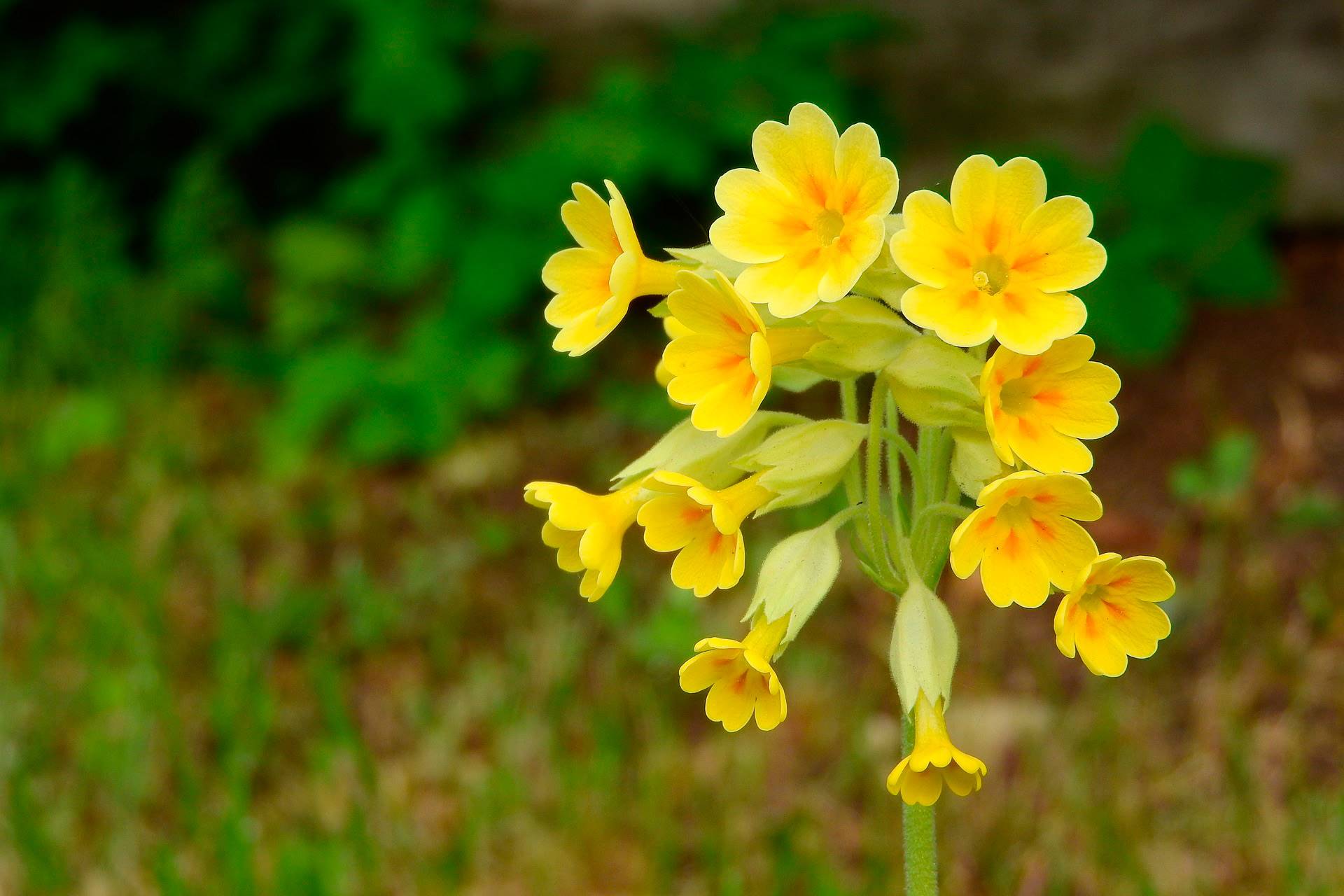 primavera