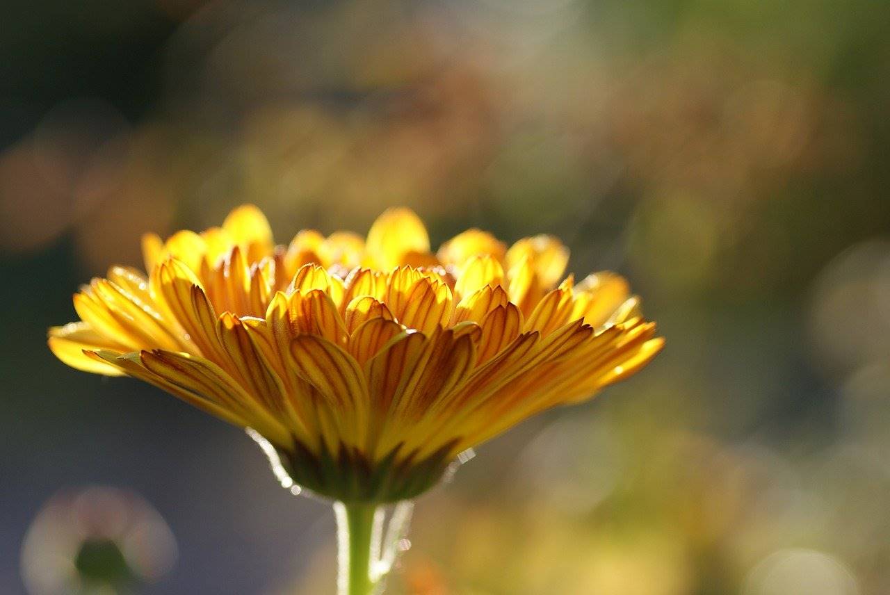 calendula