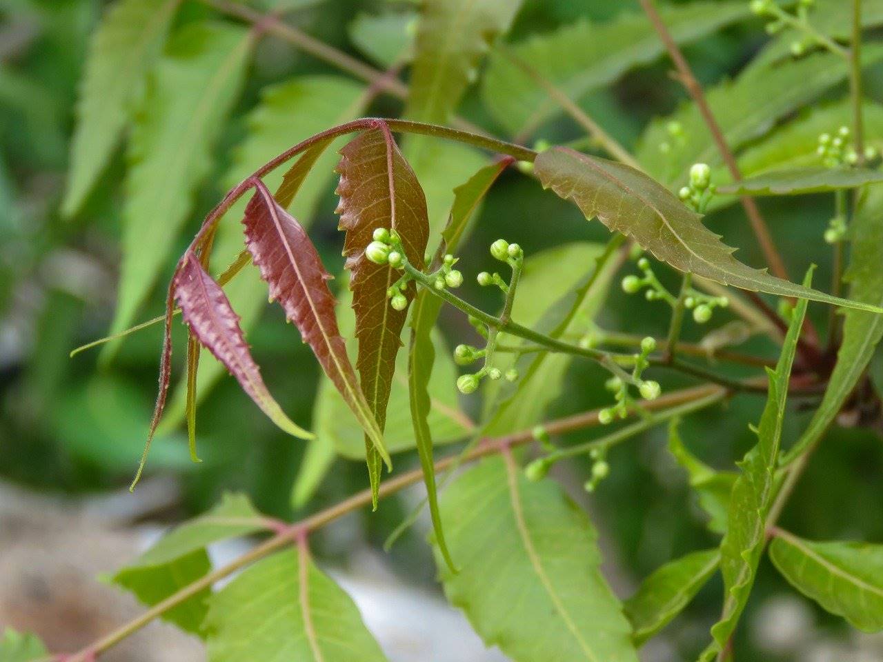 neem