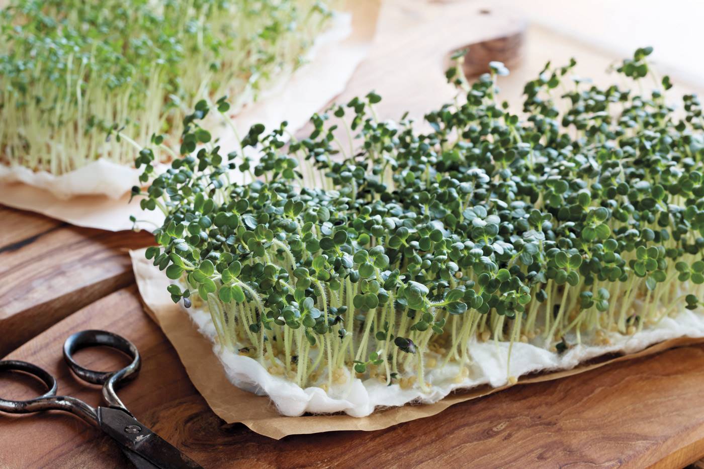 5. Brotes supernutritivos