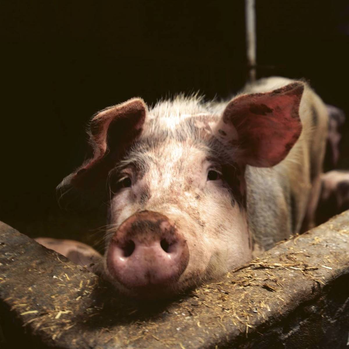cerdo