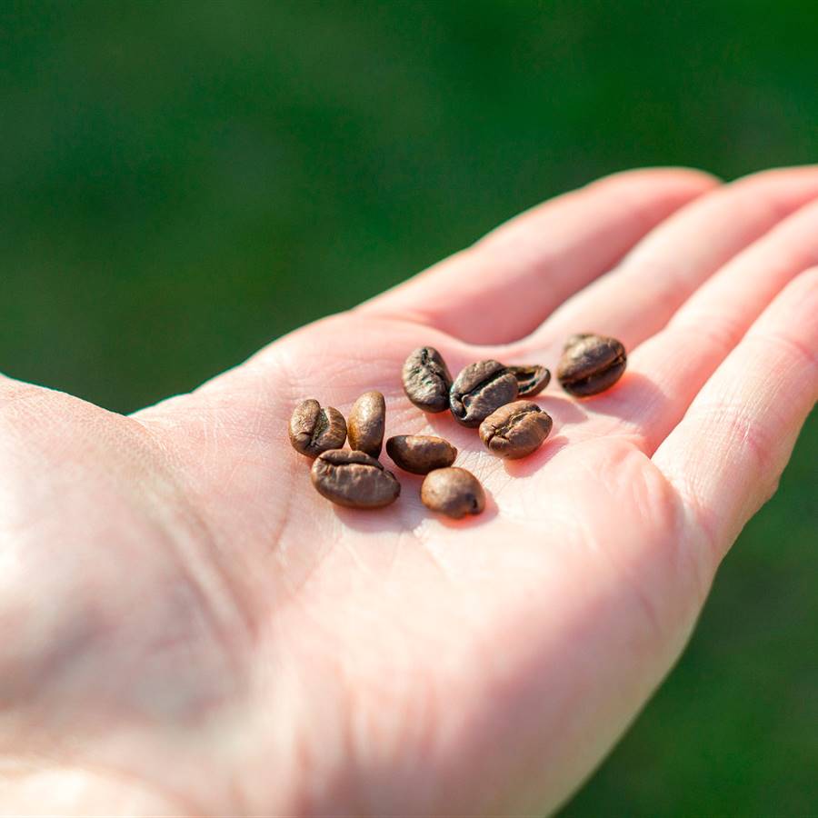 Conciliar el sueño con café.... ¡en dosis homeopáticas!