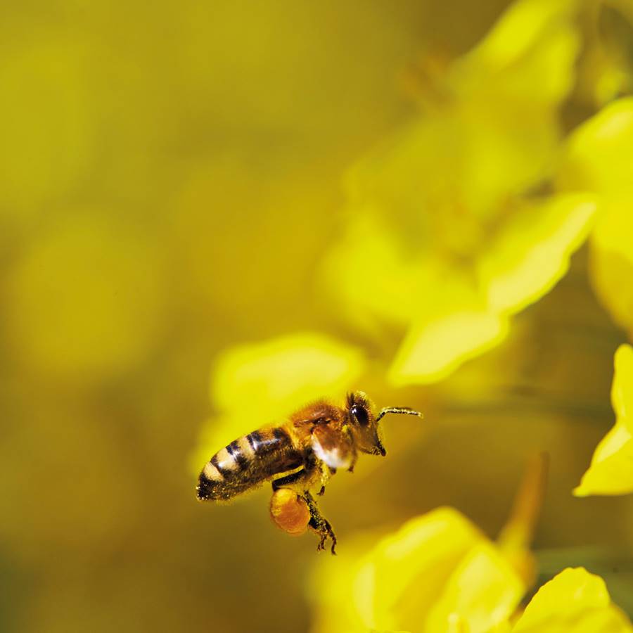 abeja peligro