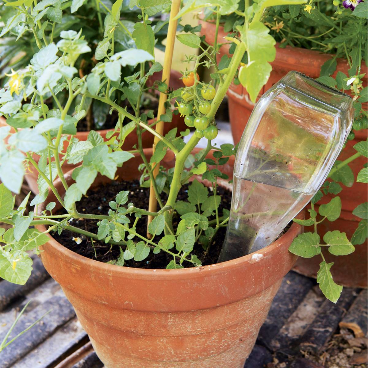 regar plantas verano